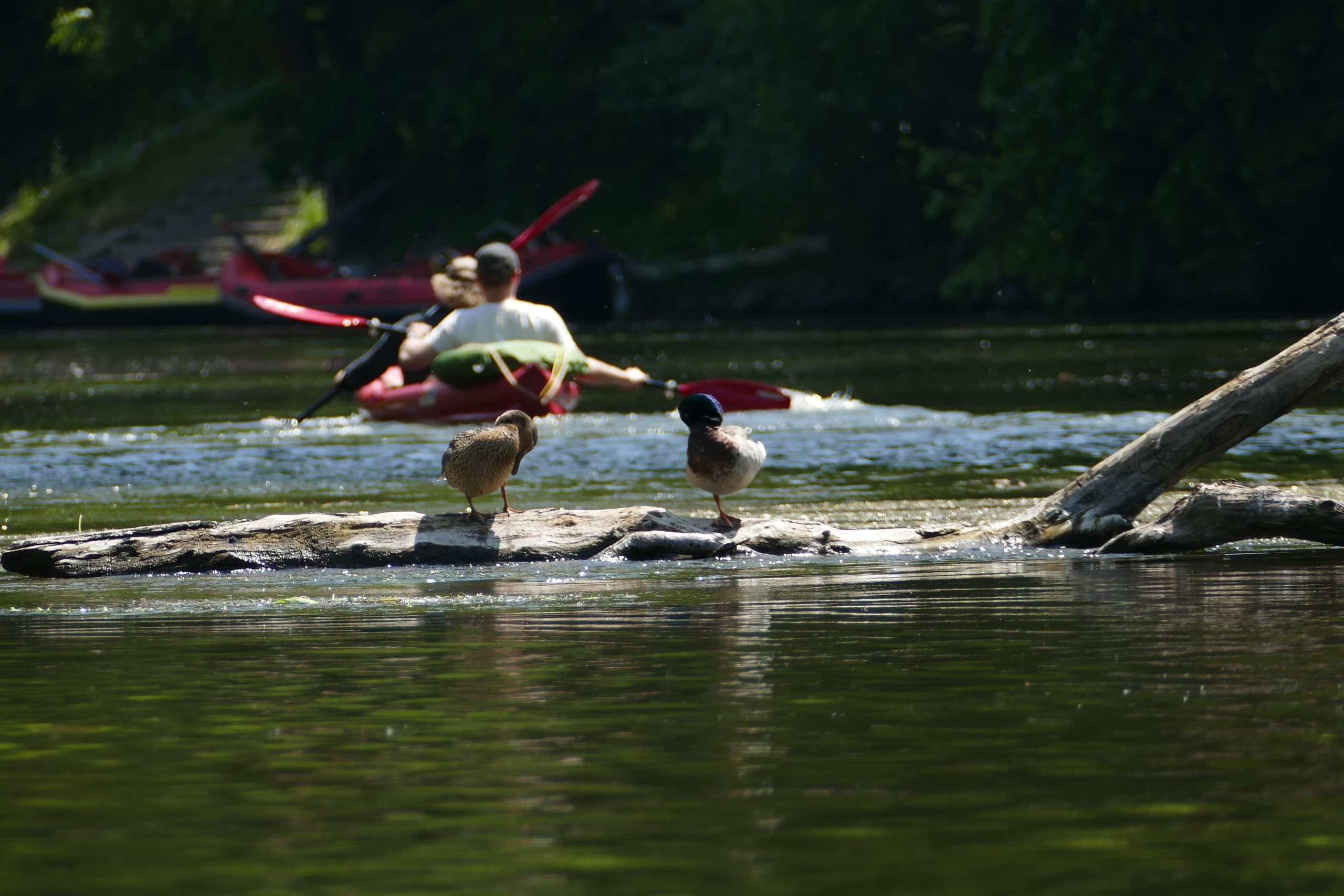 Kanutour Wasserwerk Naturcamp - Bad Kösen