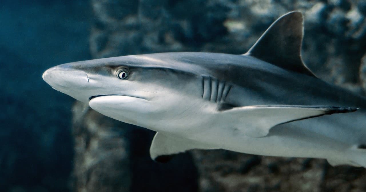 Shark Adventure