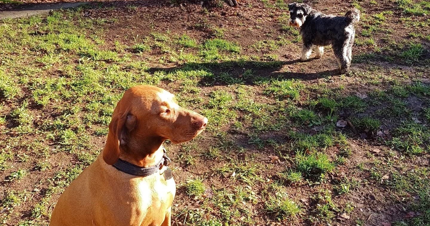 1 x Small & 1 x Medium/Large Dogs Sharing