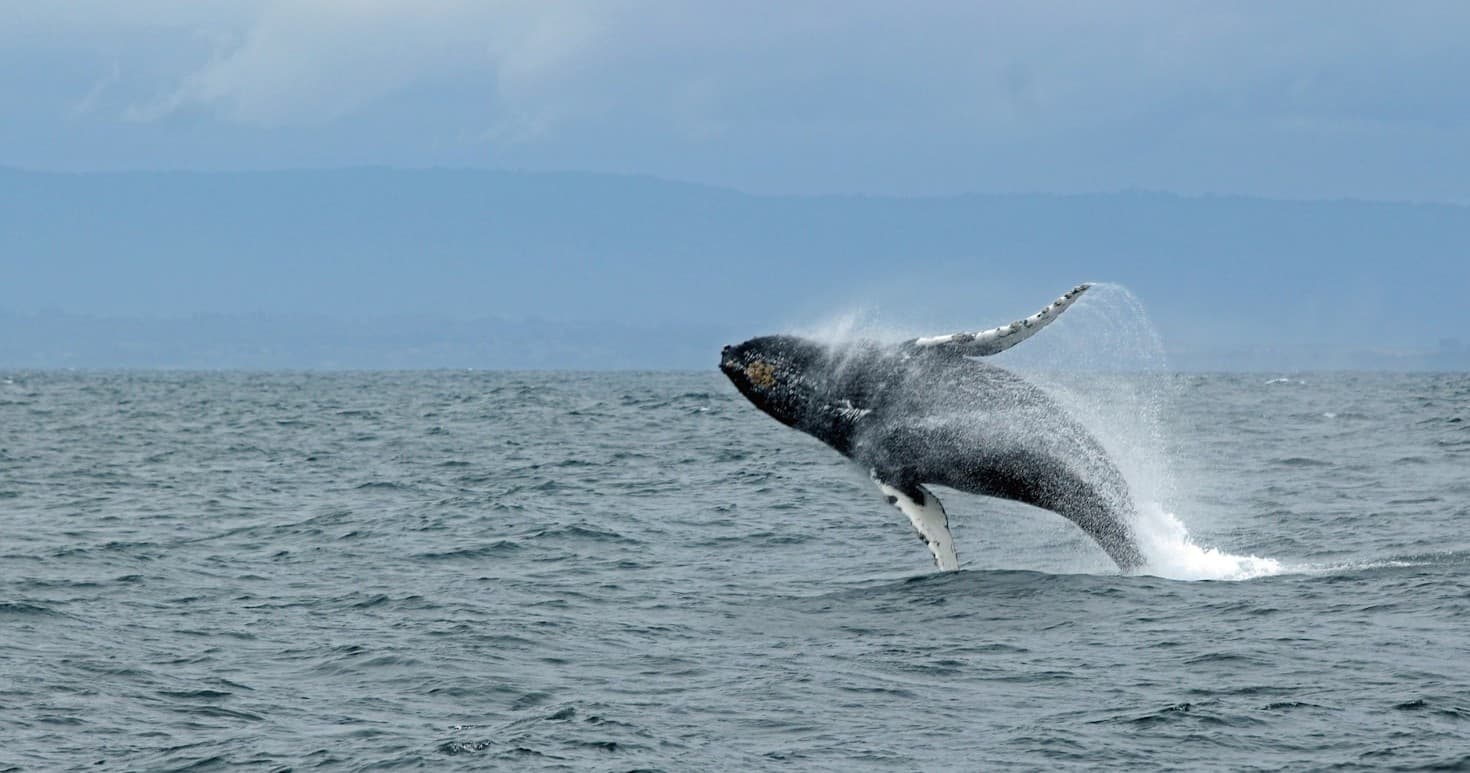 Whale Watching