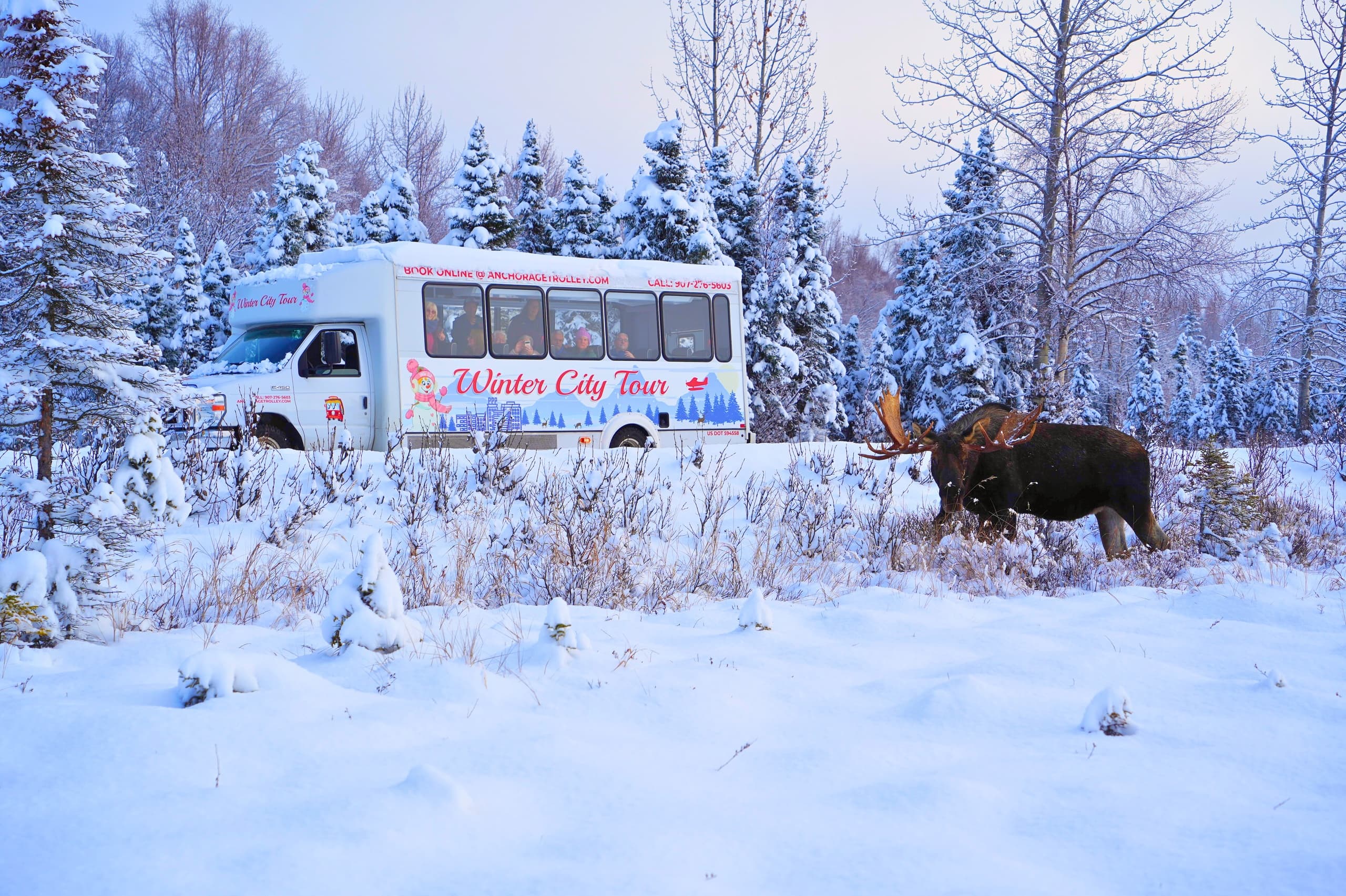 Anchorage's Winter City Tour = Sites + Bites + WildLife