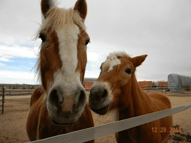 90 Minute Introduction to Horseback Riding Lessons