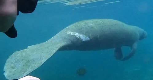 Manatee In-Water Snorkel Semi-Private Tour