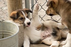 Private Tour - Yukon Sled Dogs & Puppies and Summit Experience