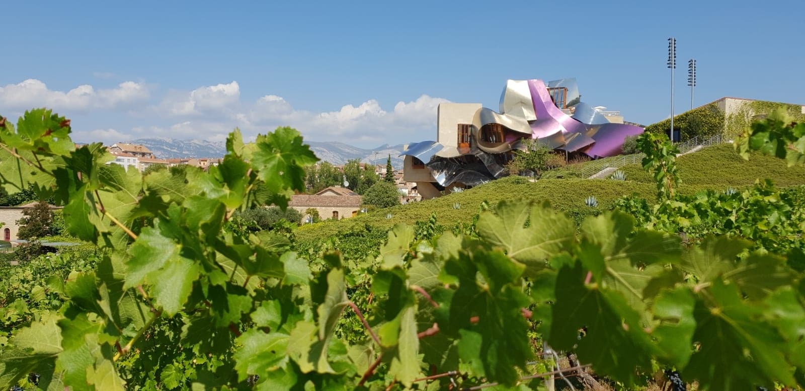 Tour privado de vinos Rioja: 2 bodegas desde San Sebastián