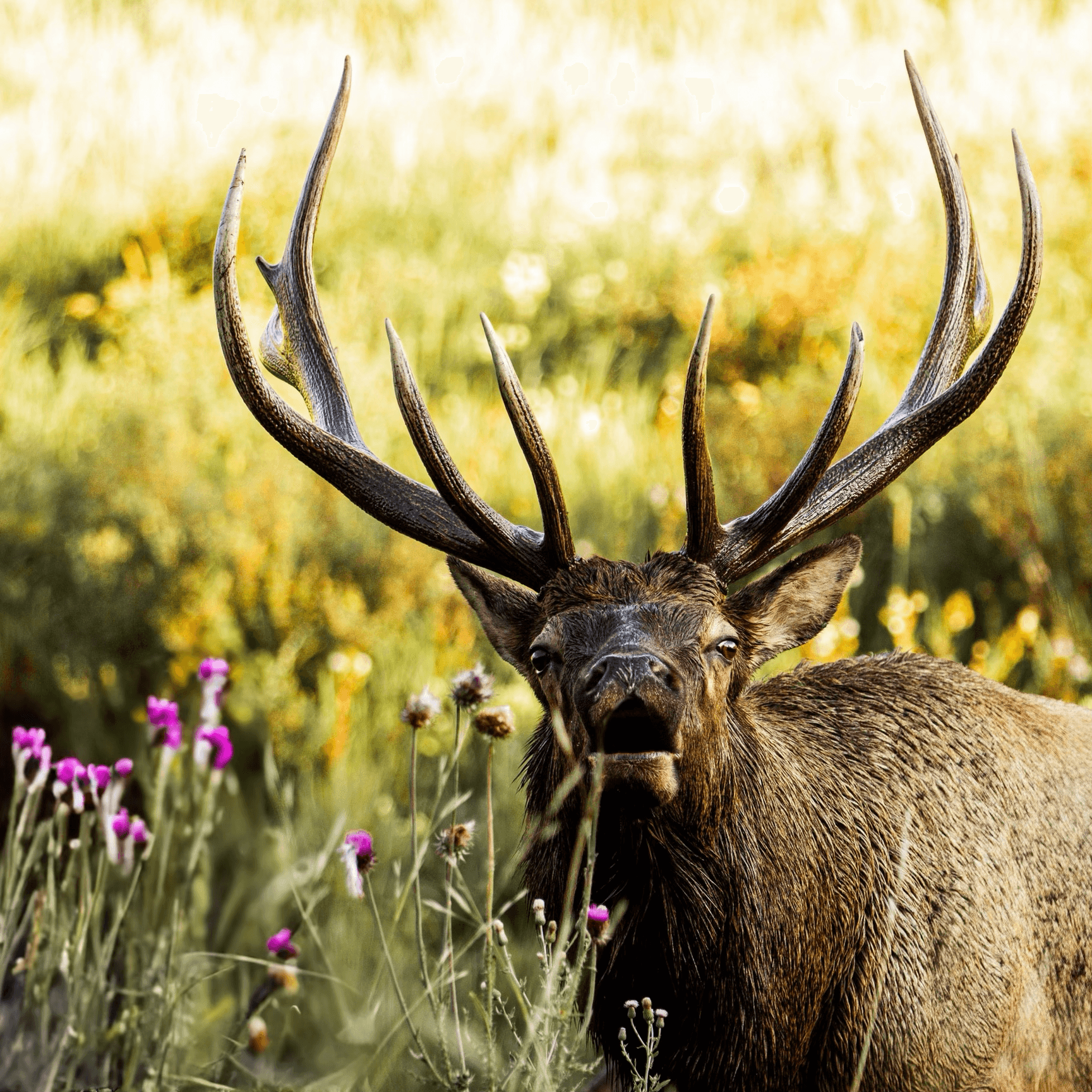 Elk Rut Photography