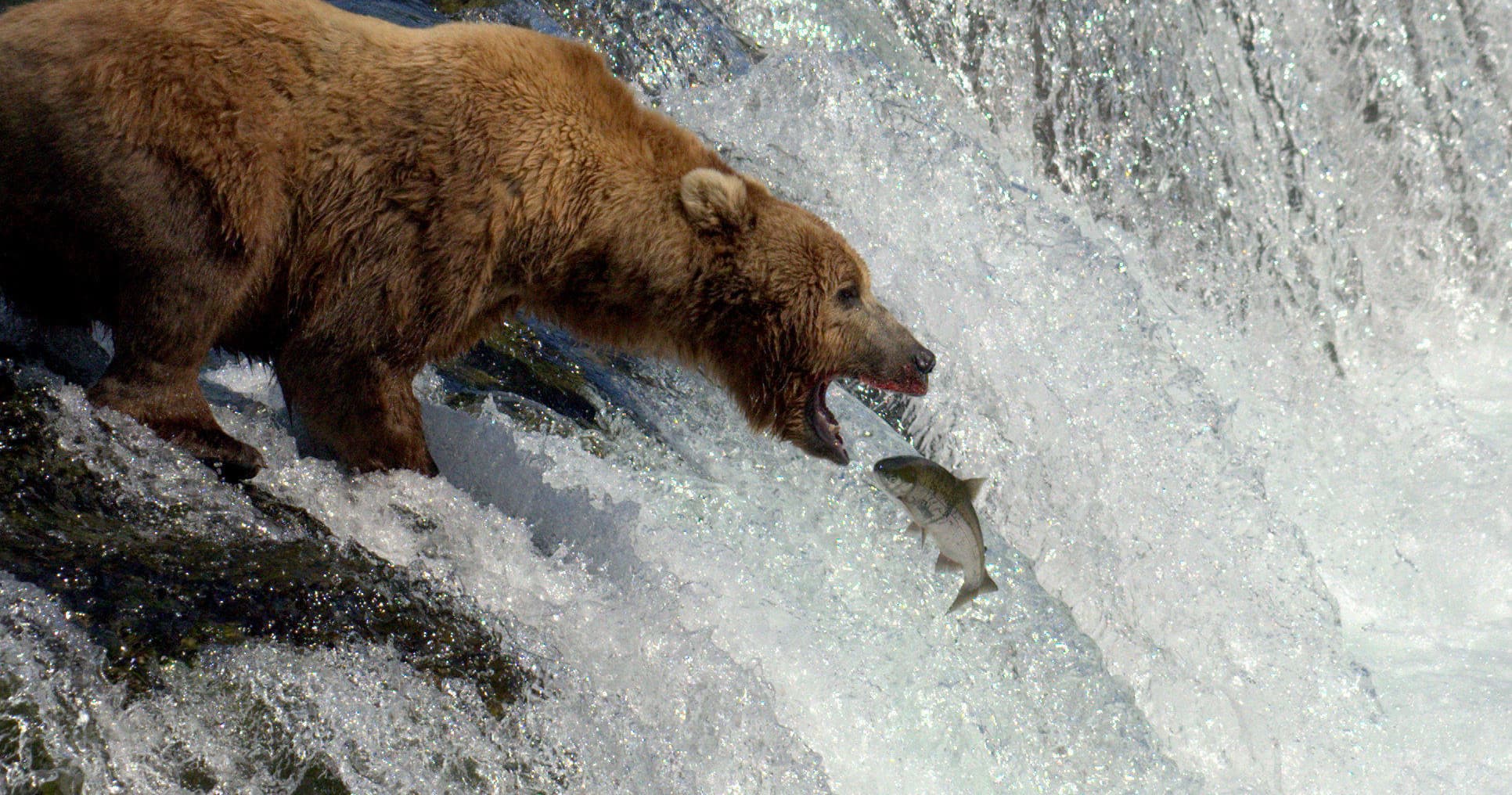 Brooks Falls Katmai Bear Viewing in a Float Plane