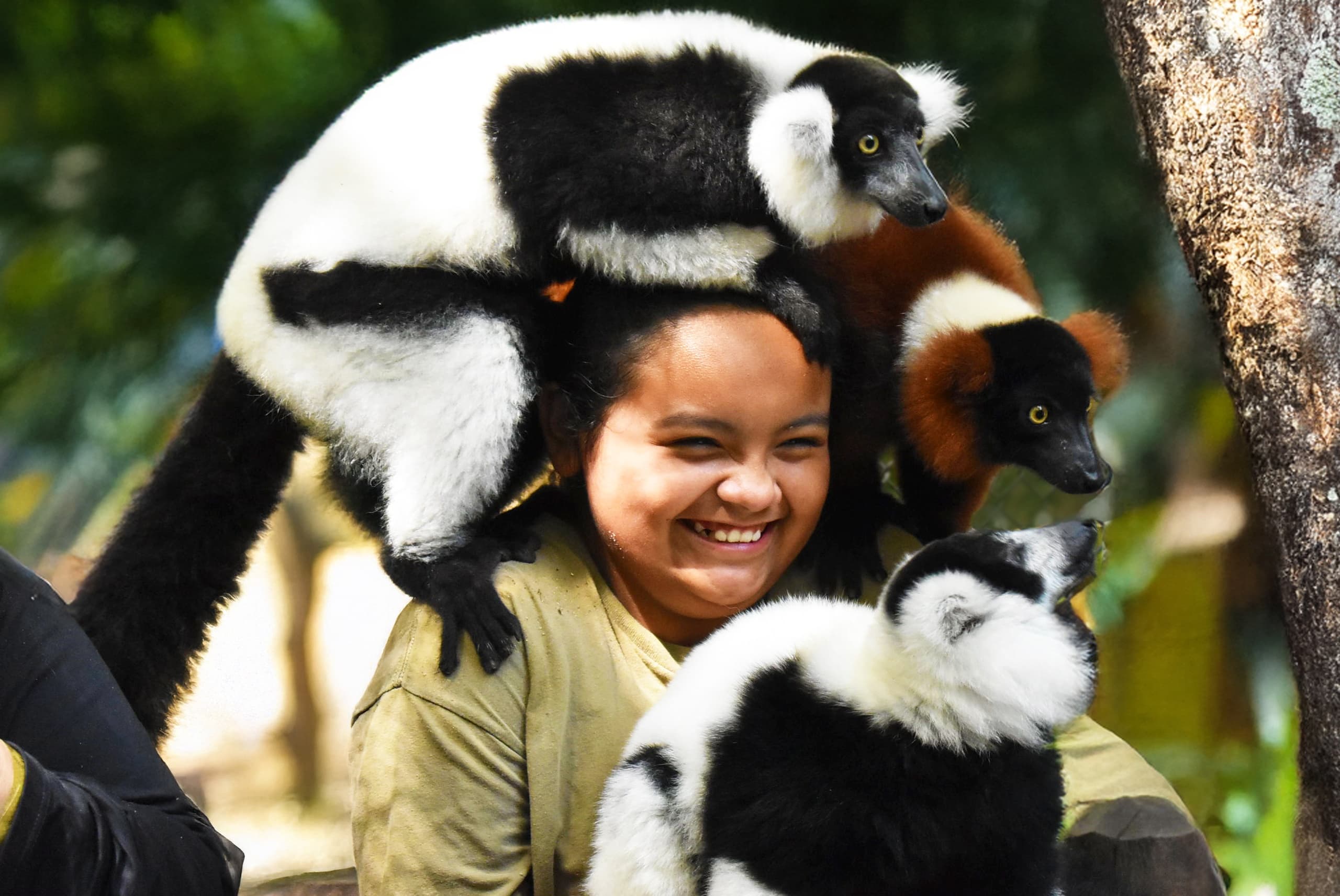 Lemur Encounter