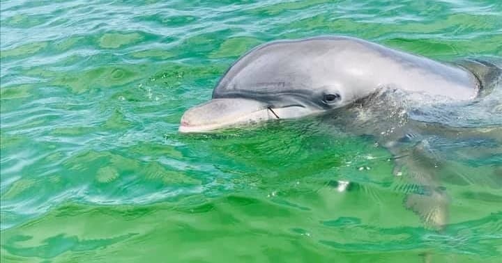 Private OR Semi Private Dolphin Cruise & Scenic Bay Tour (up to 6 guests)