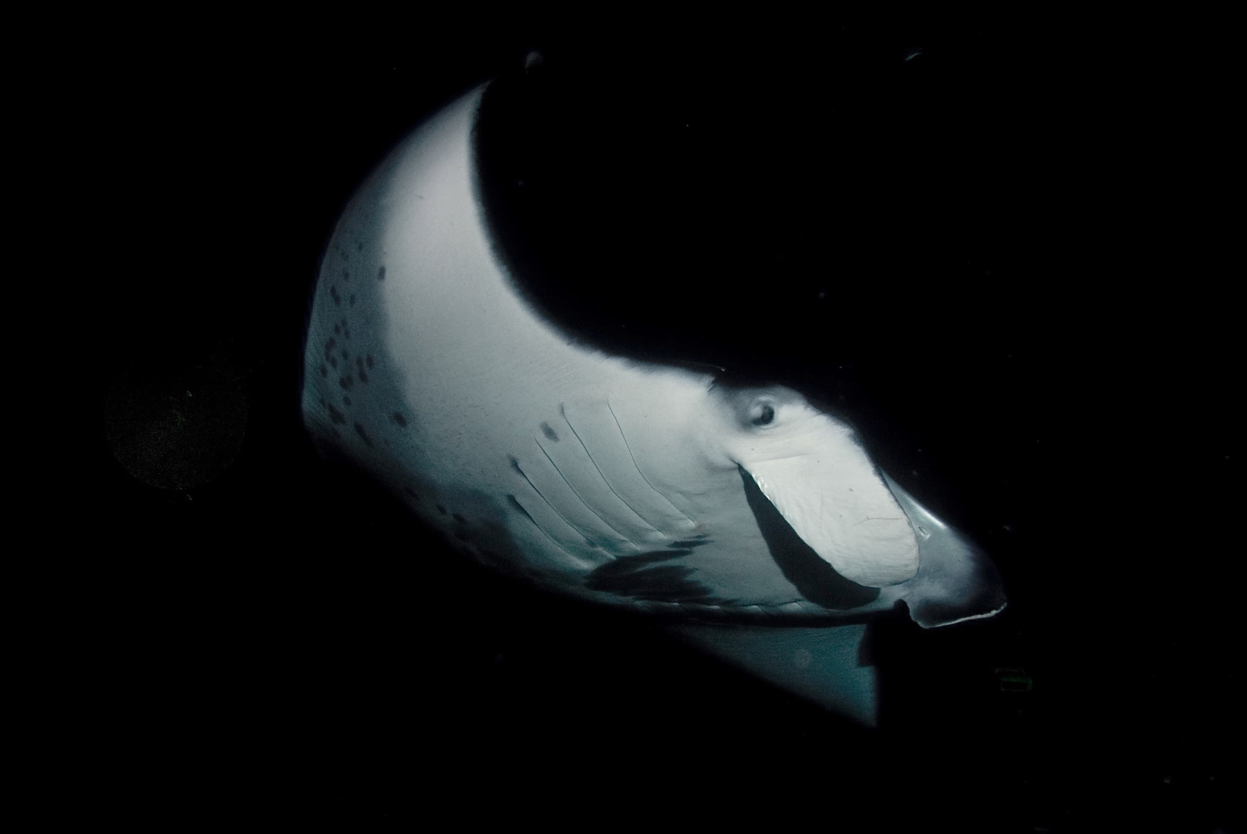 Dusk Manta Ray Encounter