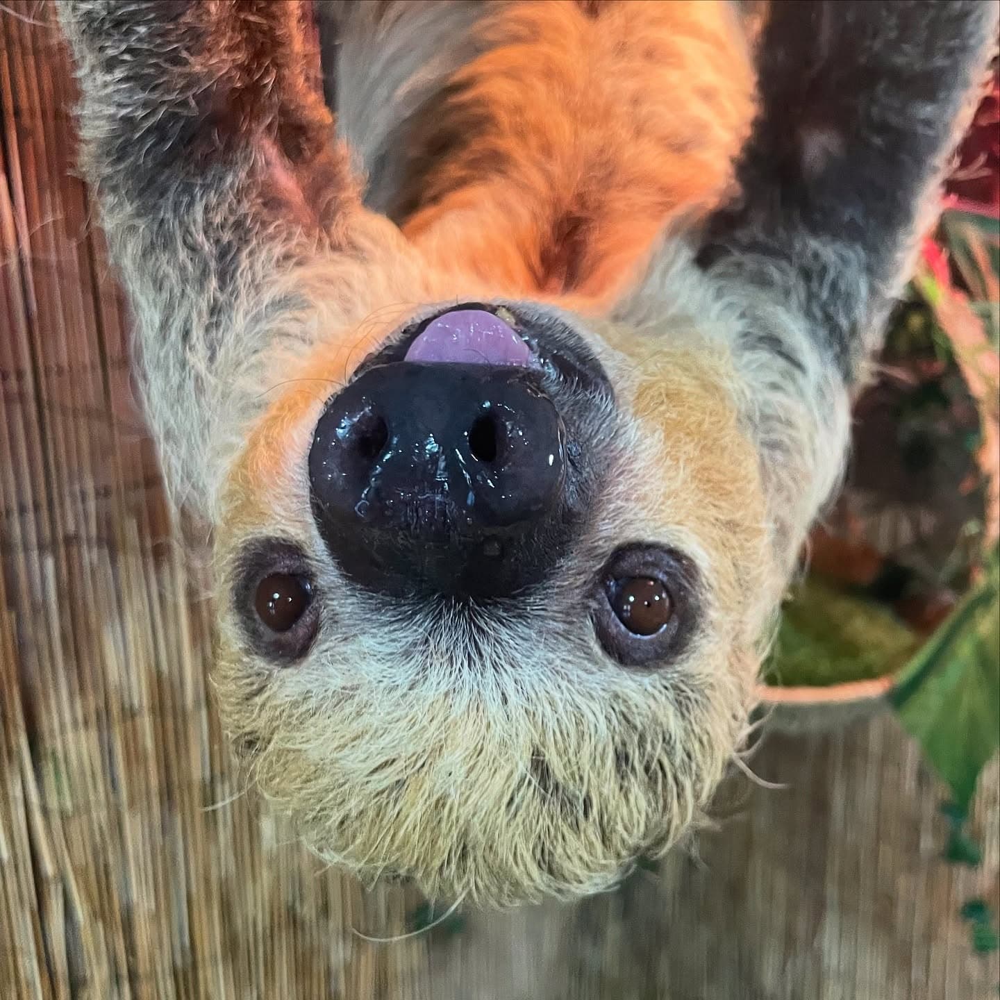 Sloth Encounter