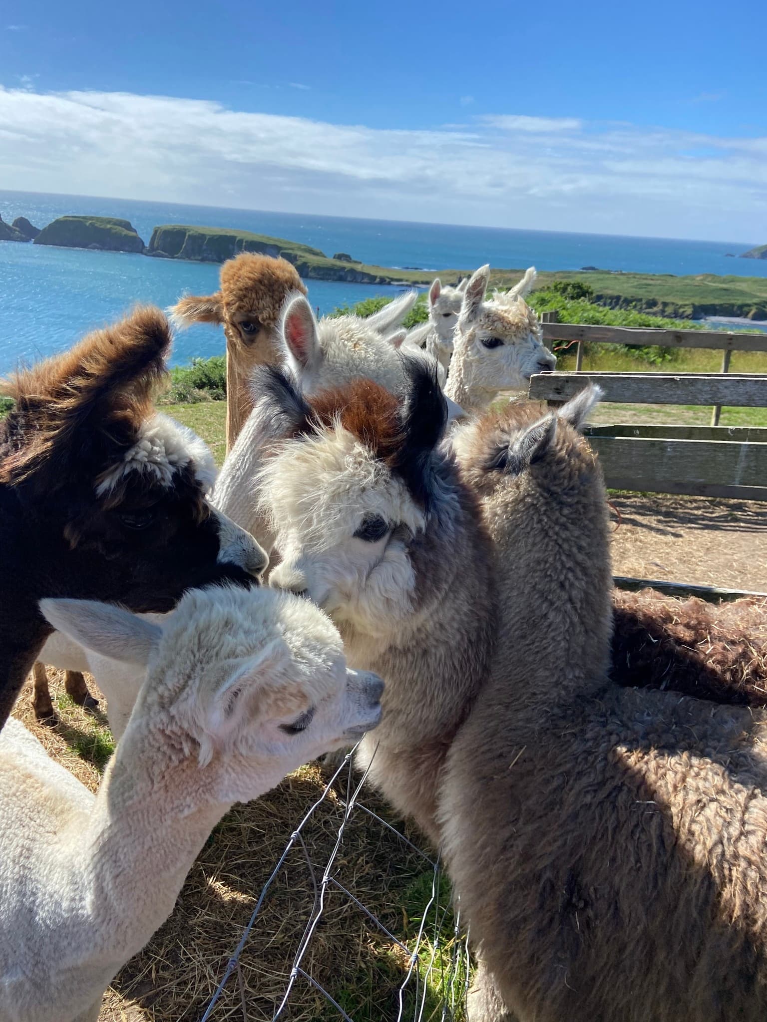 Kids Farm Experience (incl. Alpaca Meet&Greet)