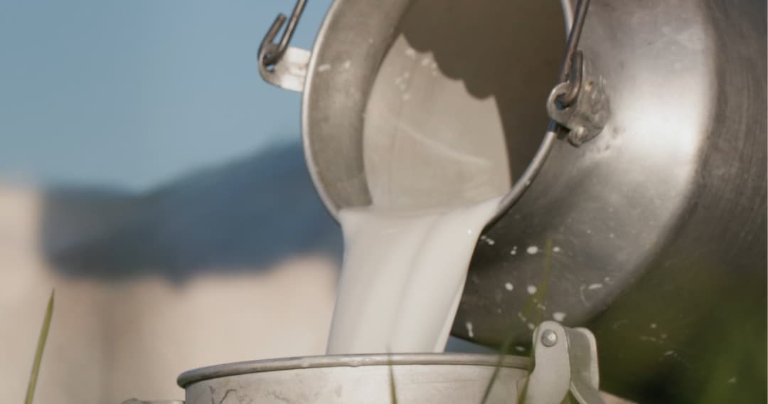 Fresh Goat Cheese Making Experience
