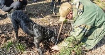 Truffle Hunting Experience