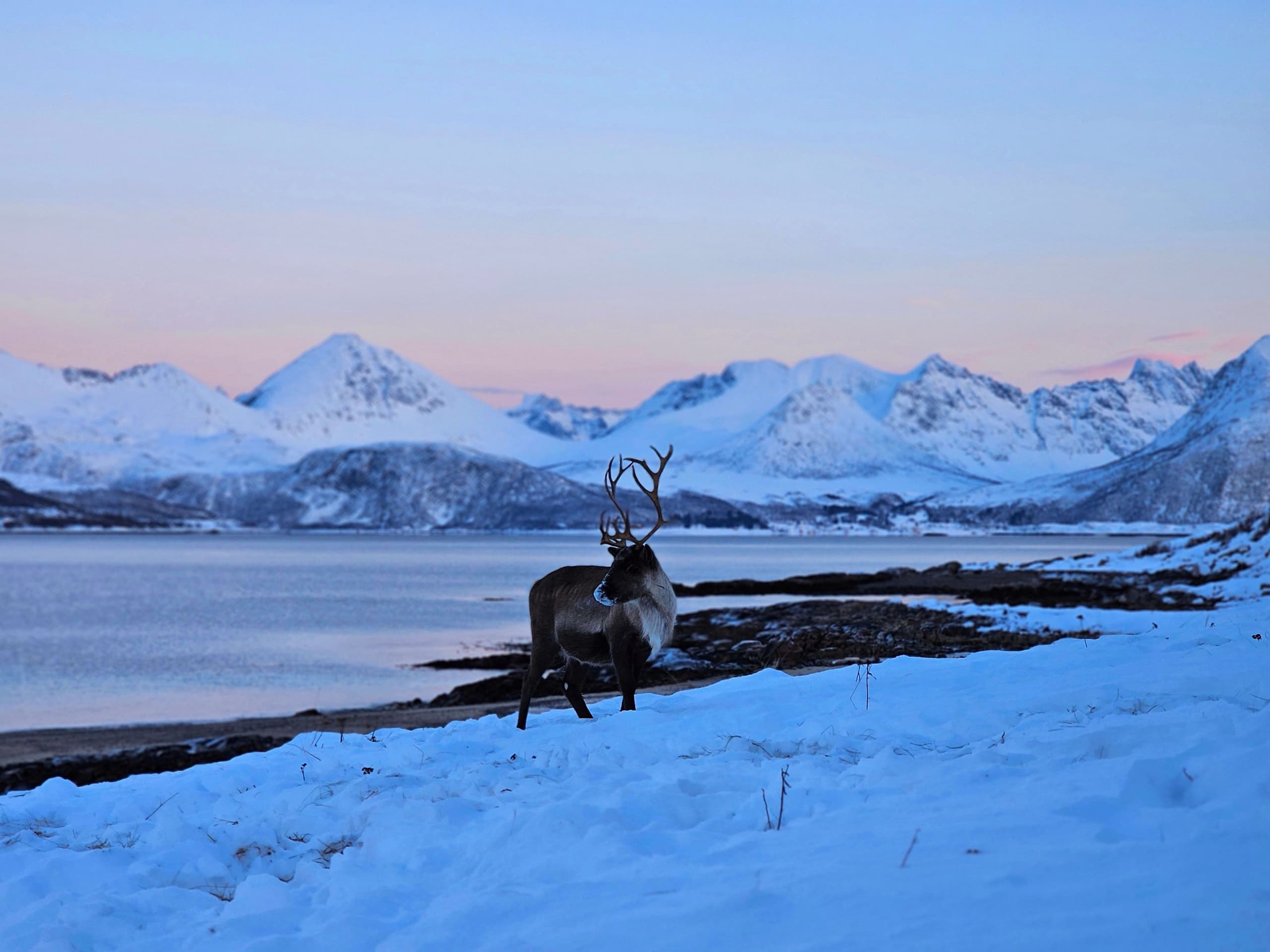 Arctic Wildlife & Fjord sightseeing by car