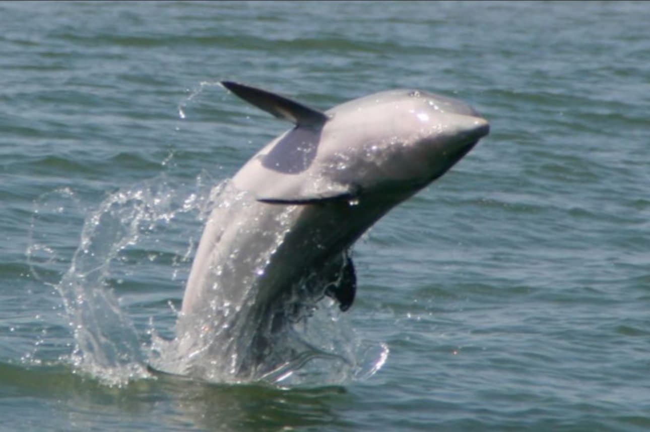 Sunset Sightseeing and Dolphin Tour on The Dolphin Queen | Charleston Location