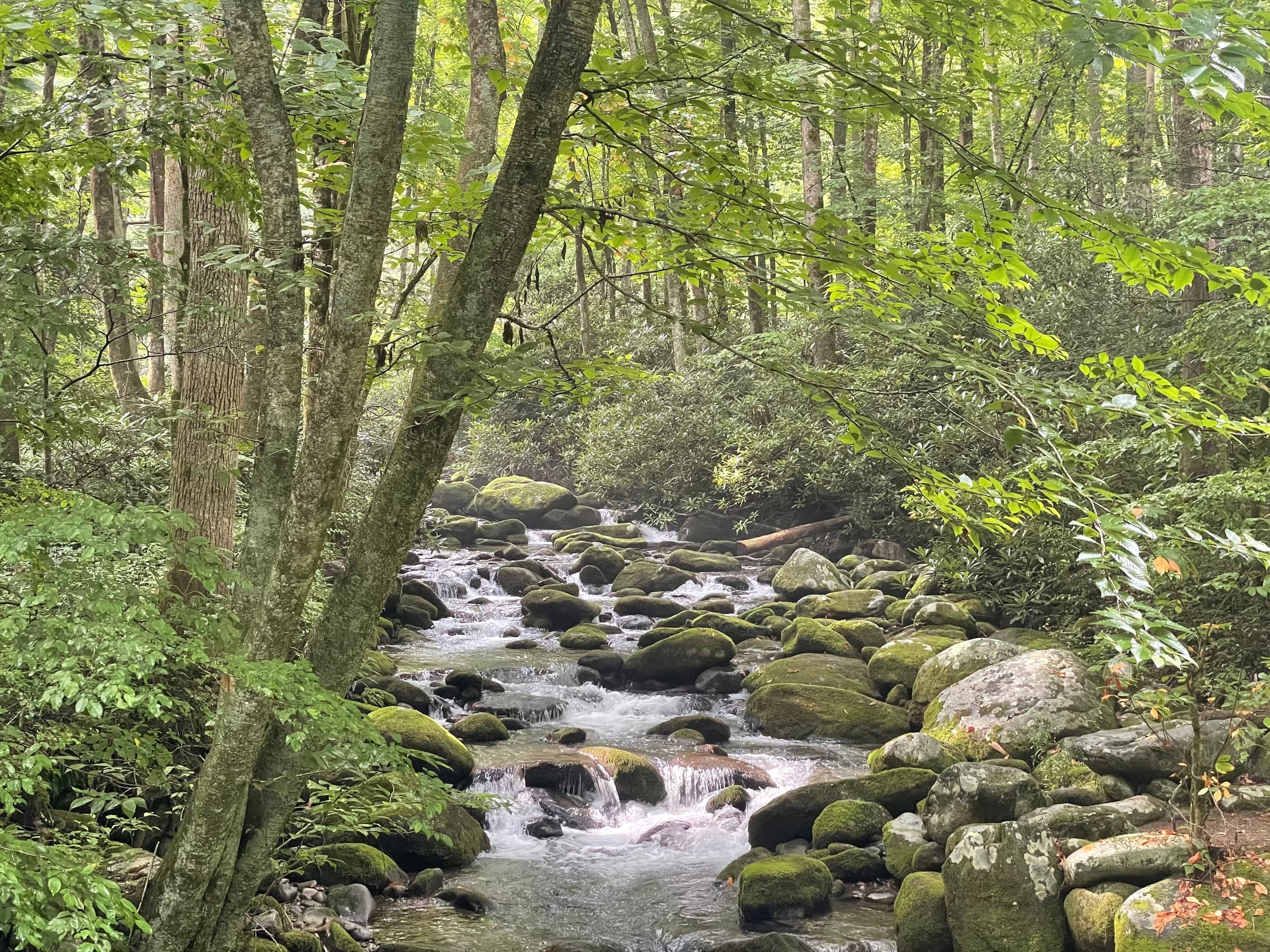 Smoky Mountains Roaring Fork Tour