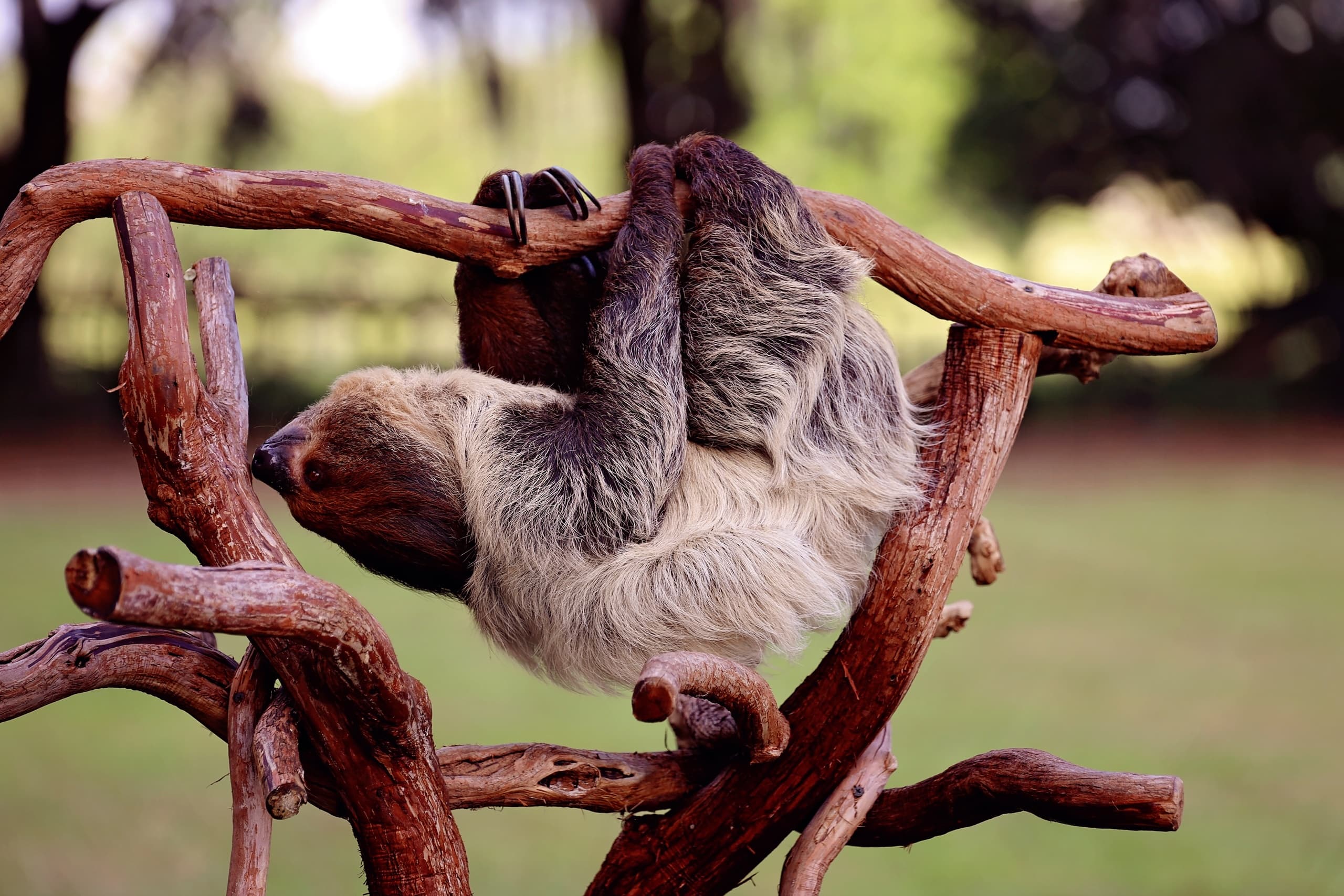 SLOTH & FRIENDS
