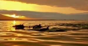 Private Sunset Dolphin Tour