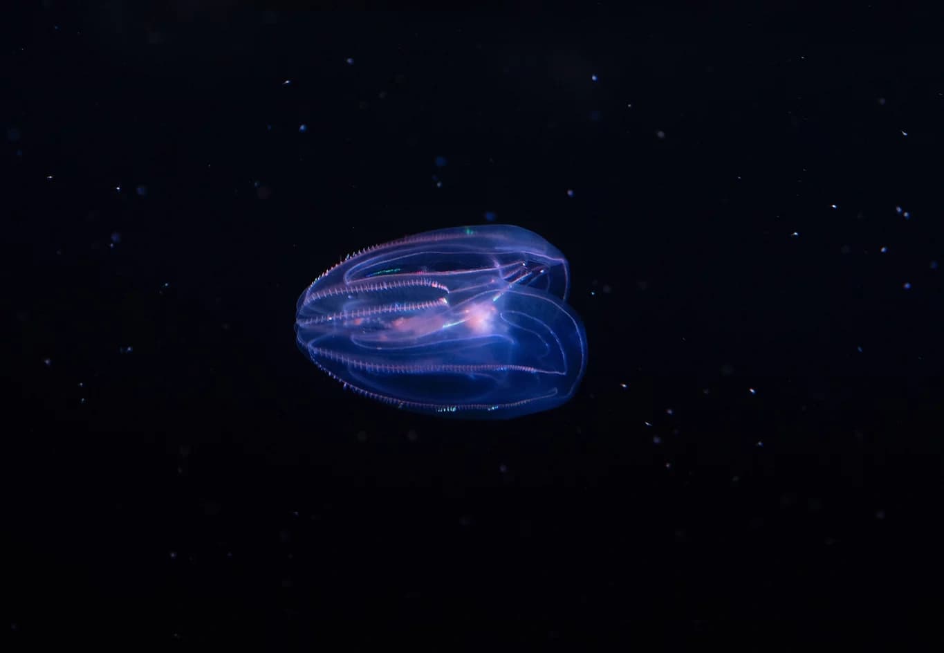 Bioluminescent Kayaking Tour