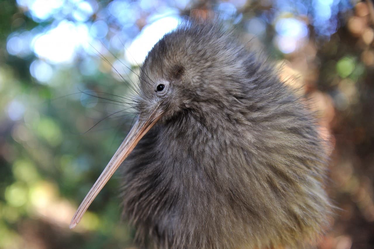 Twilight Wild Kiwi Bird Encounter Private Tour