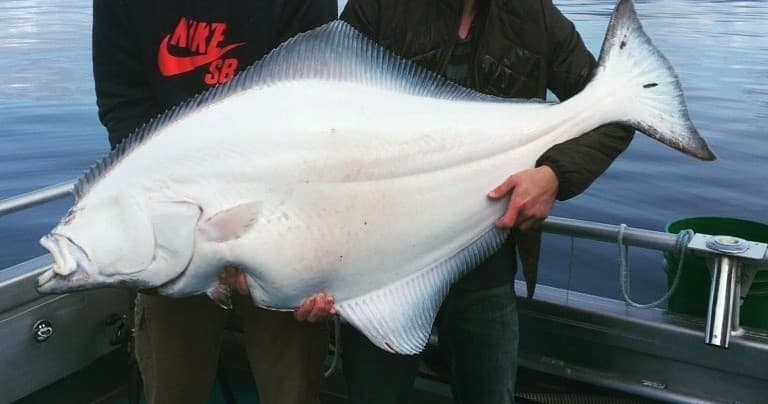 Halibut Fishing Charter