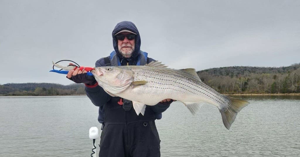 Hybrid/Striped Bass Fishing Charter