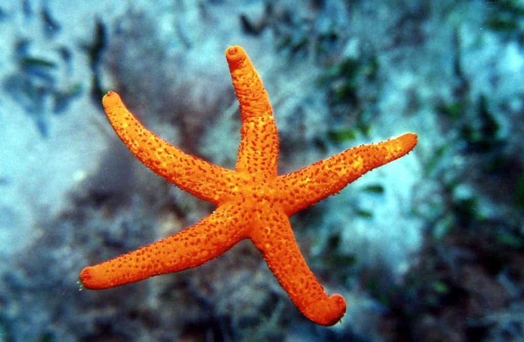Padi Courses