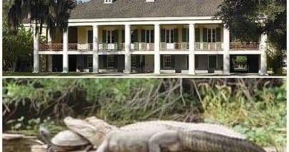 Pontoon Boat Swamp Tour & Destrehan Documented Plantation