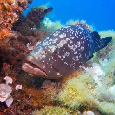 Snorkel en las Islas Medas