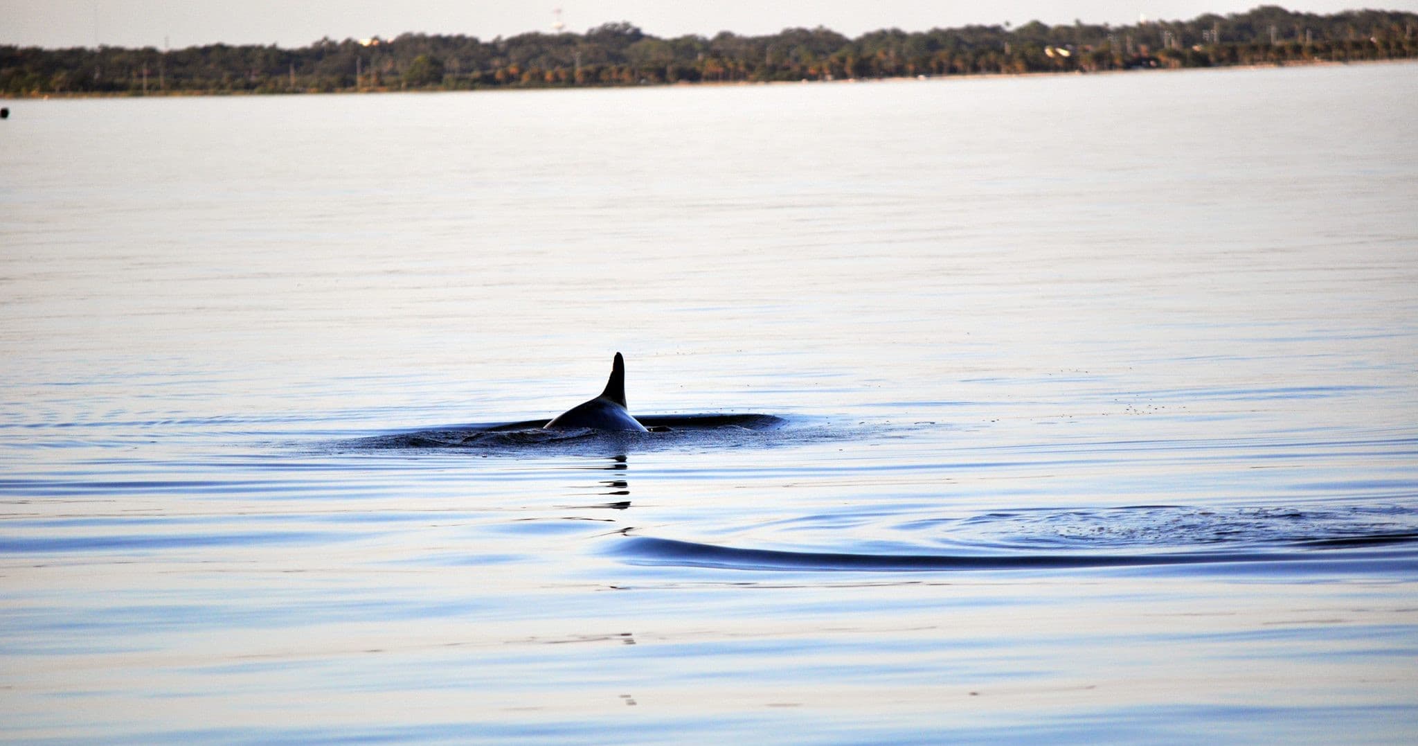 Dolphin Tour, Island Hopping, and Sunset Cruise