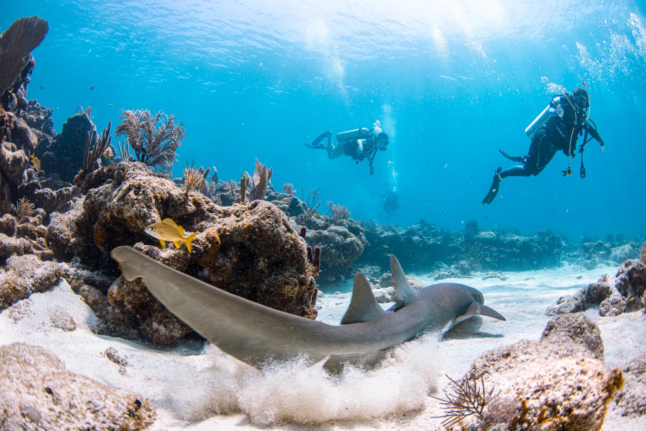 3 Dive Adventure Charter