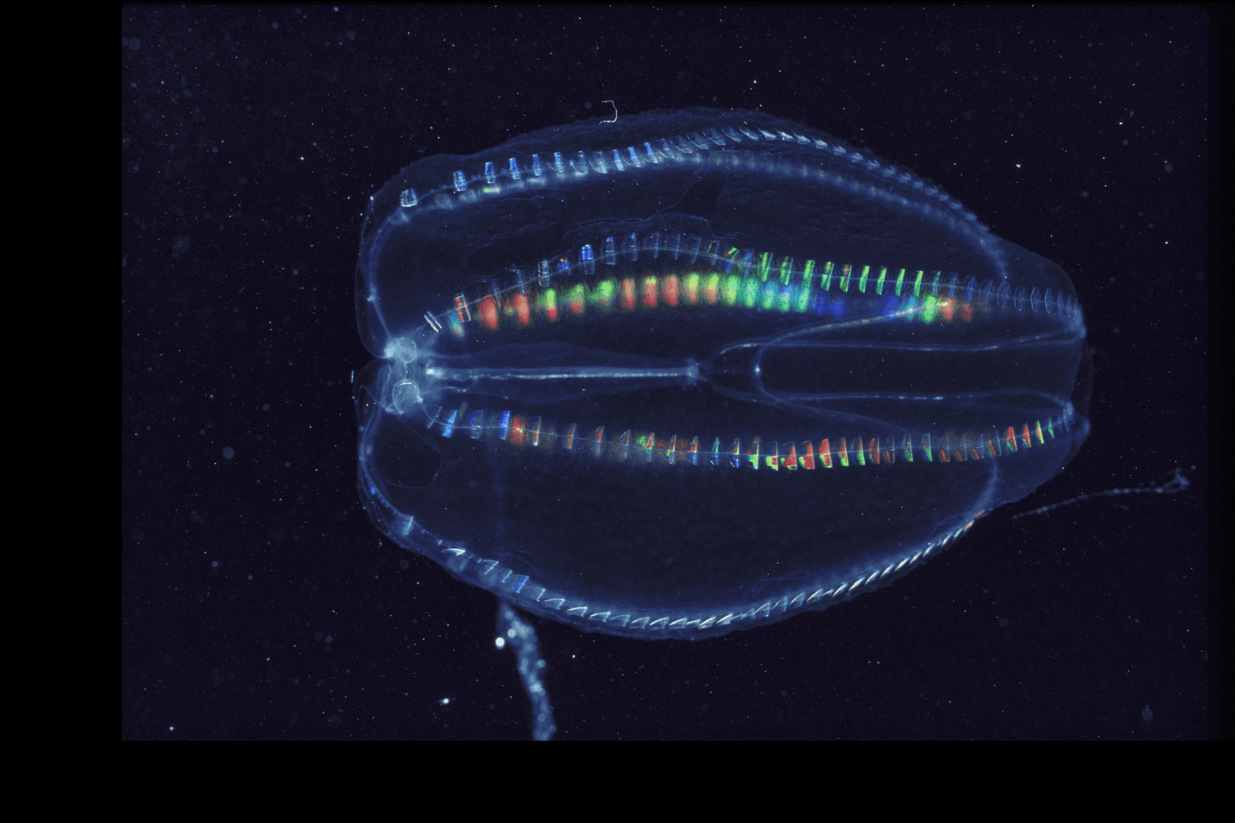 Comb Jelly Bioluminescence Clear Kayak and LED Glow Tour