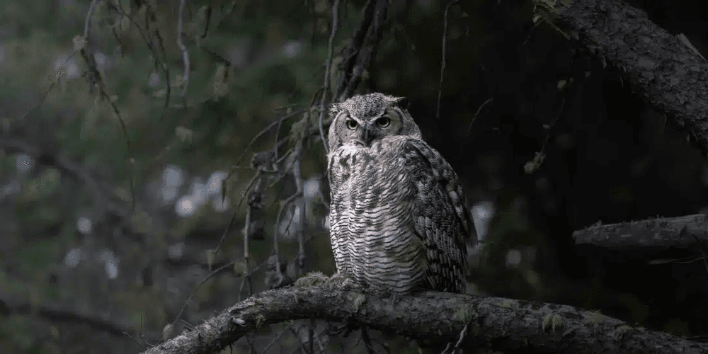 Yellowstone Photography Tour (Winter) - Private Tour