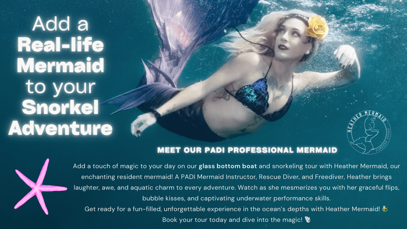 Mermaid Snorkel Trip