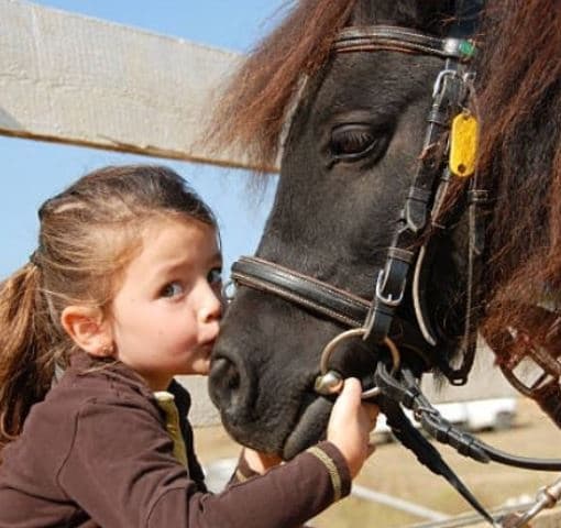 Pony Experience