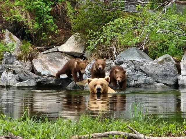 Crescent Lake Bear Viewing