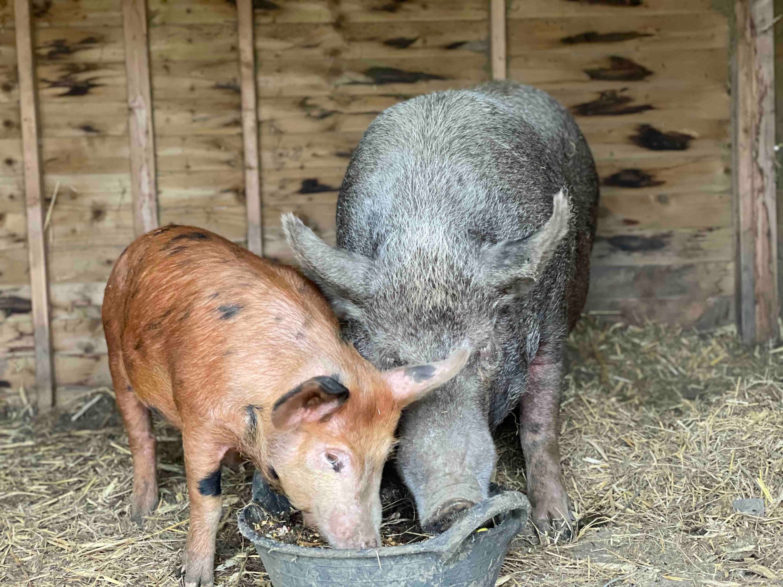 Meet the Pigs Experience