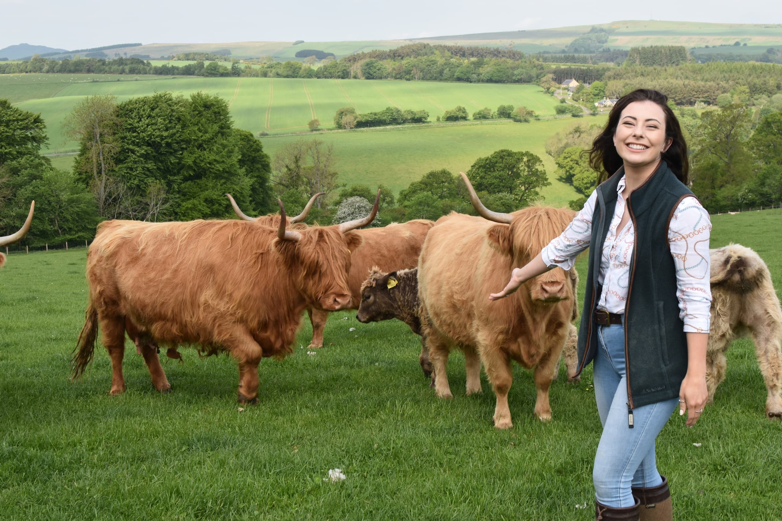 The Highland Cow Experience