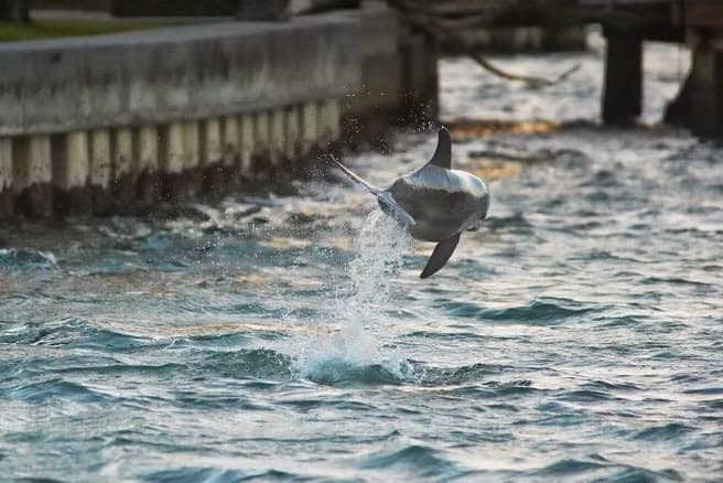 Dolphins Drinks & Sandbar