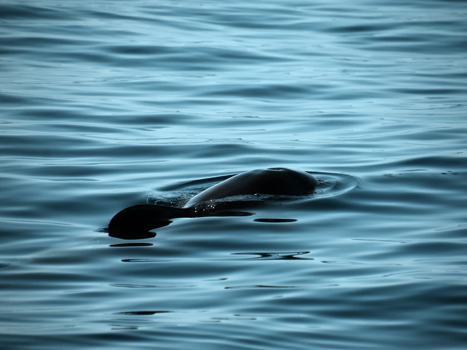 Lanzarote Whale & Dolphin Observation (shared group experience)