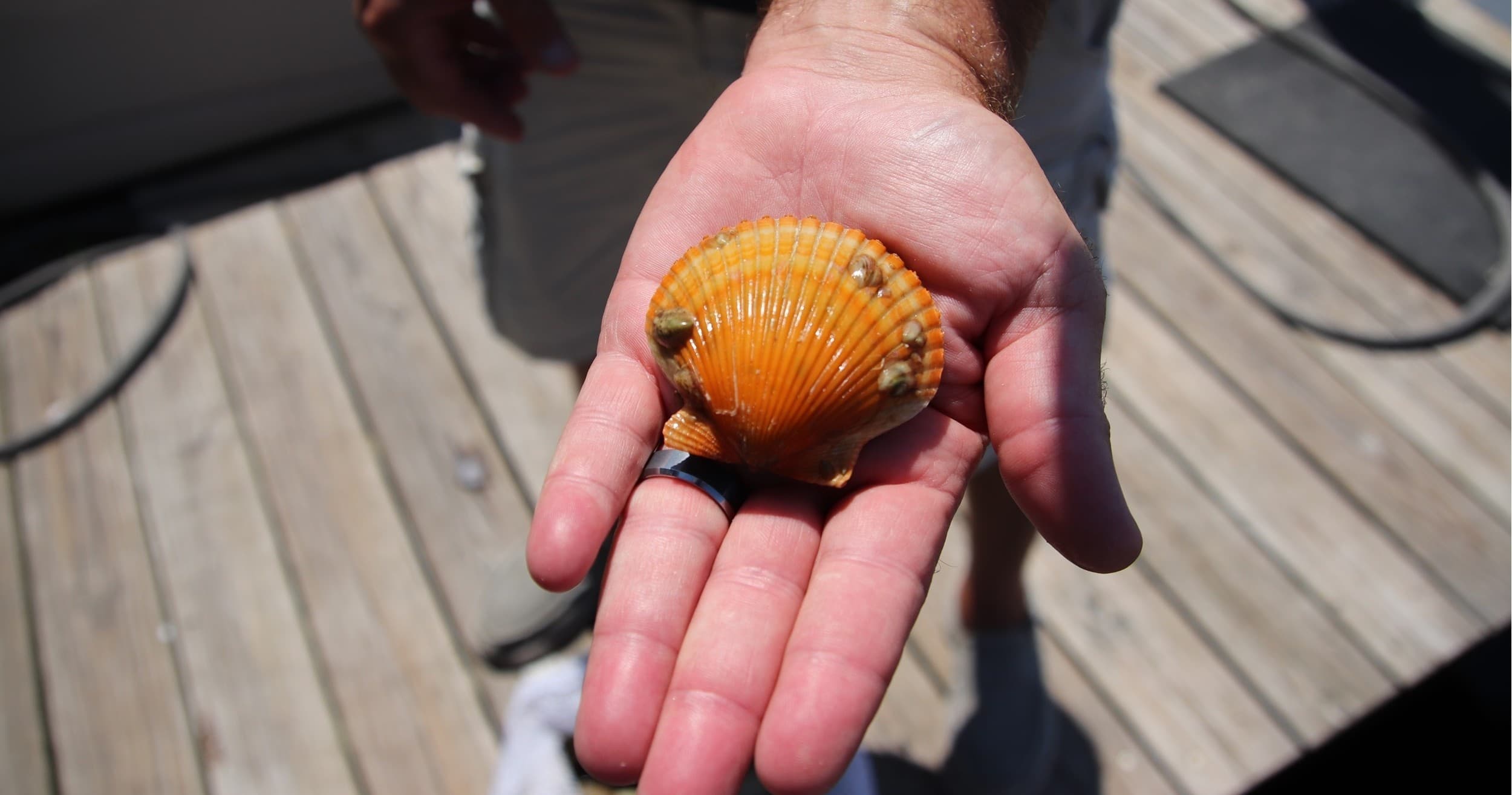 6 Hour Semi-Private Scallop Tour 22ft Luxury Boat