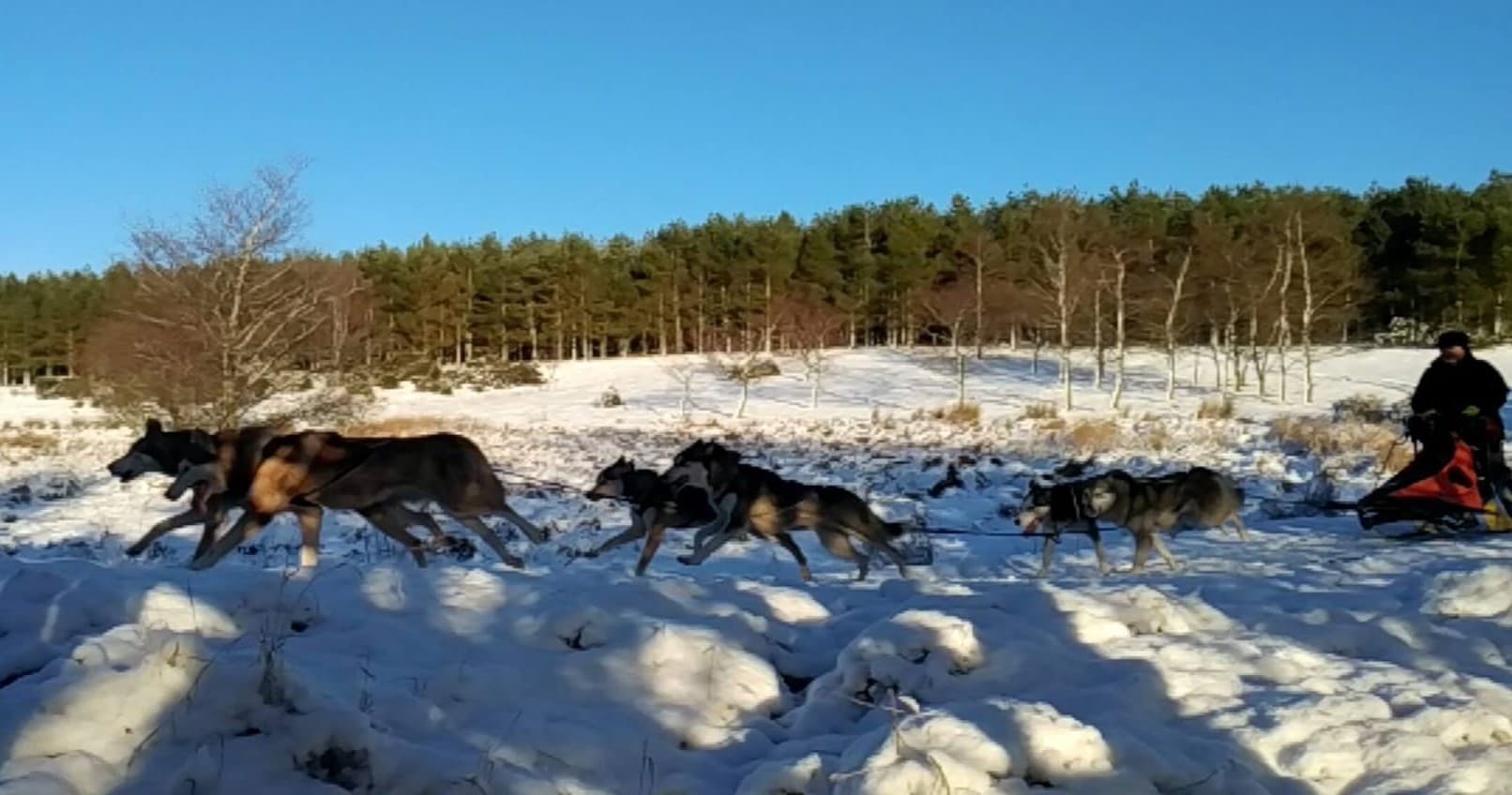 Group Husky Ride Experiences