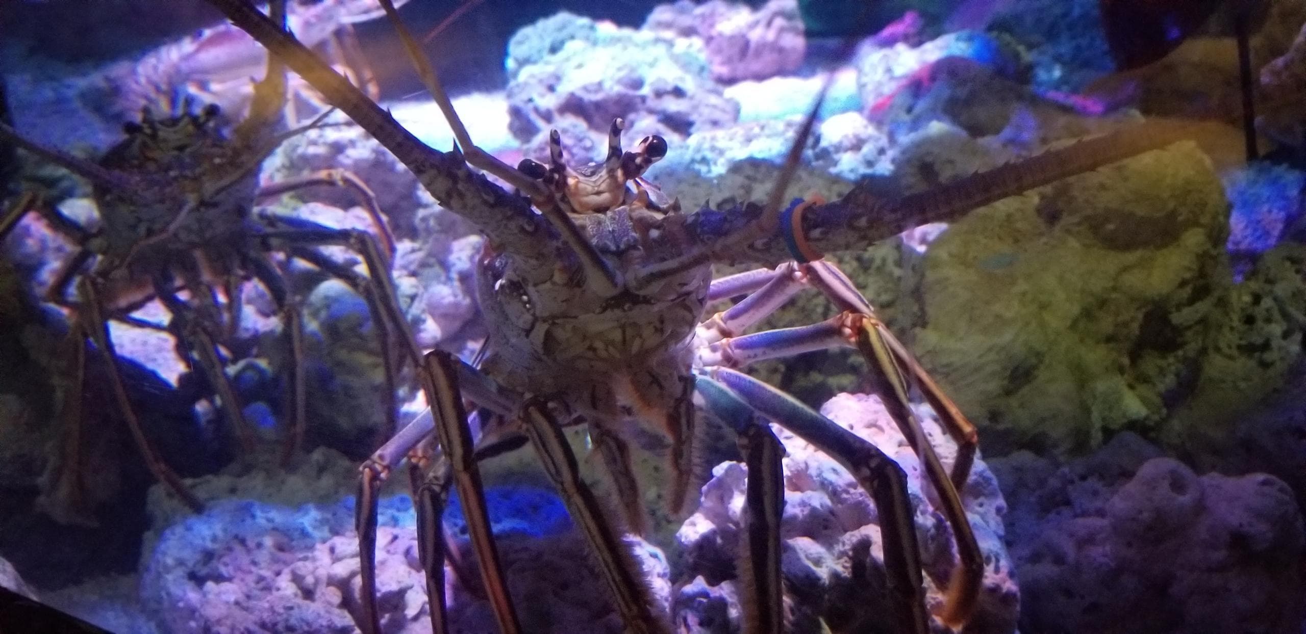 Spiny Lobster Meet and Greet