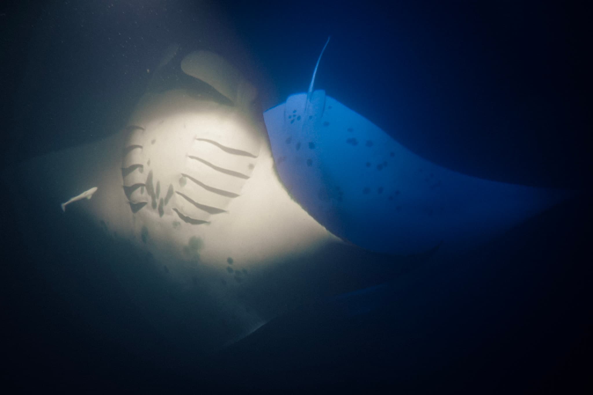 Advanced Manta Ray Scuba Dive