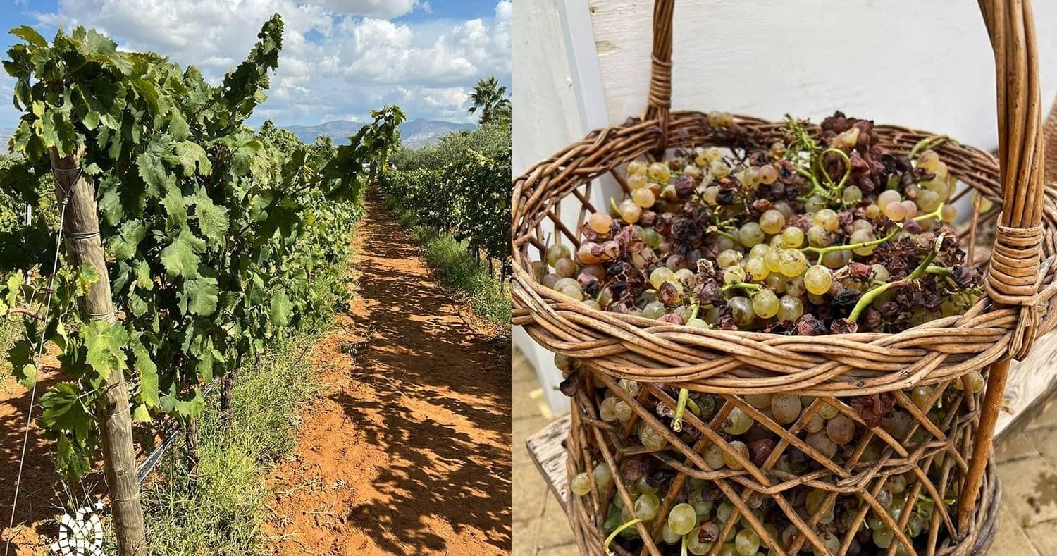 Sicily Grape Harvest Experience