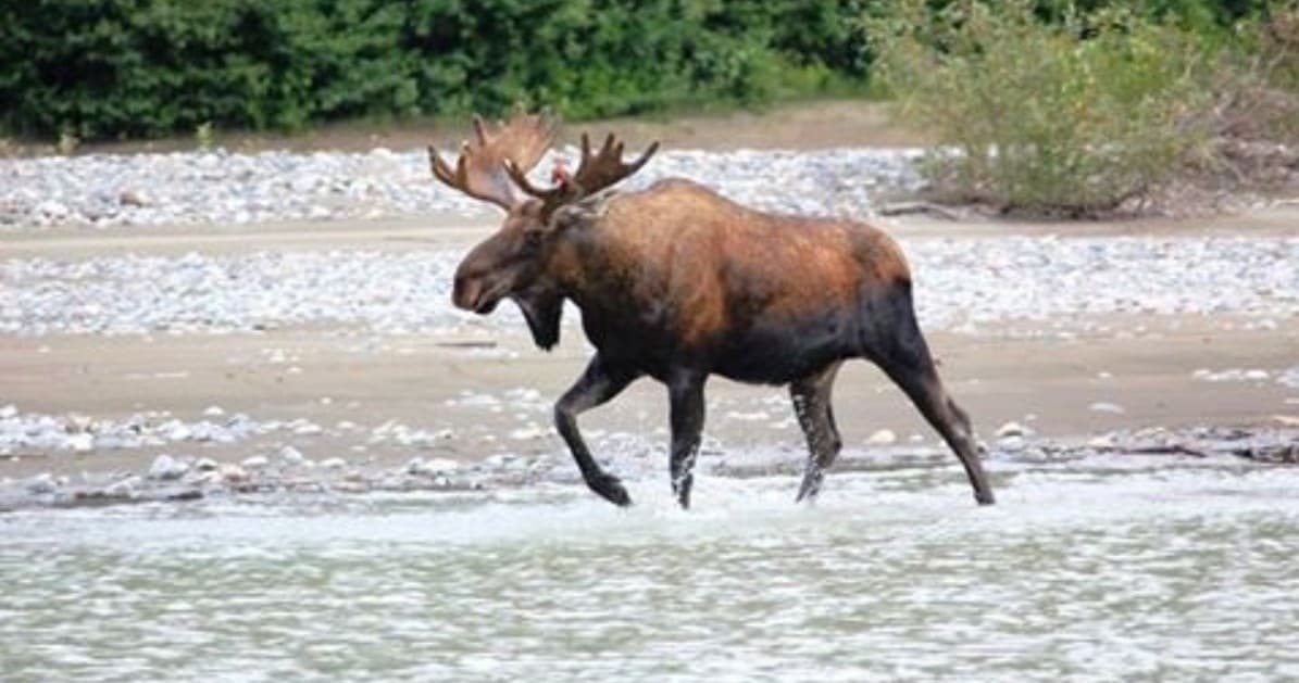 Stikine River Tour