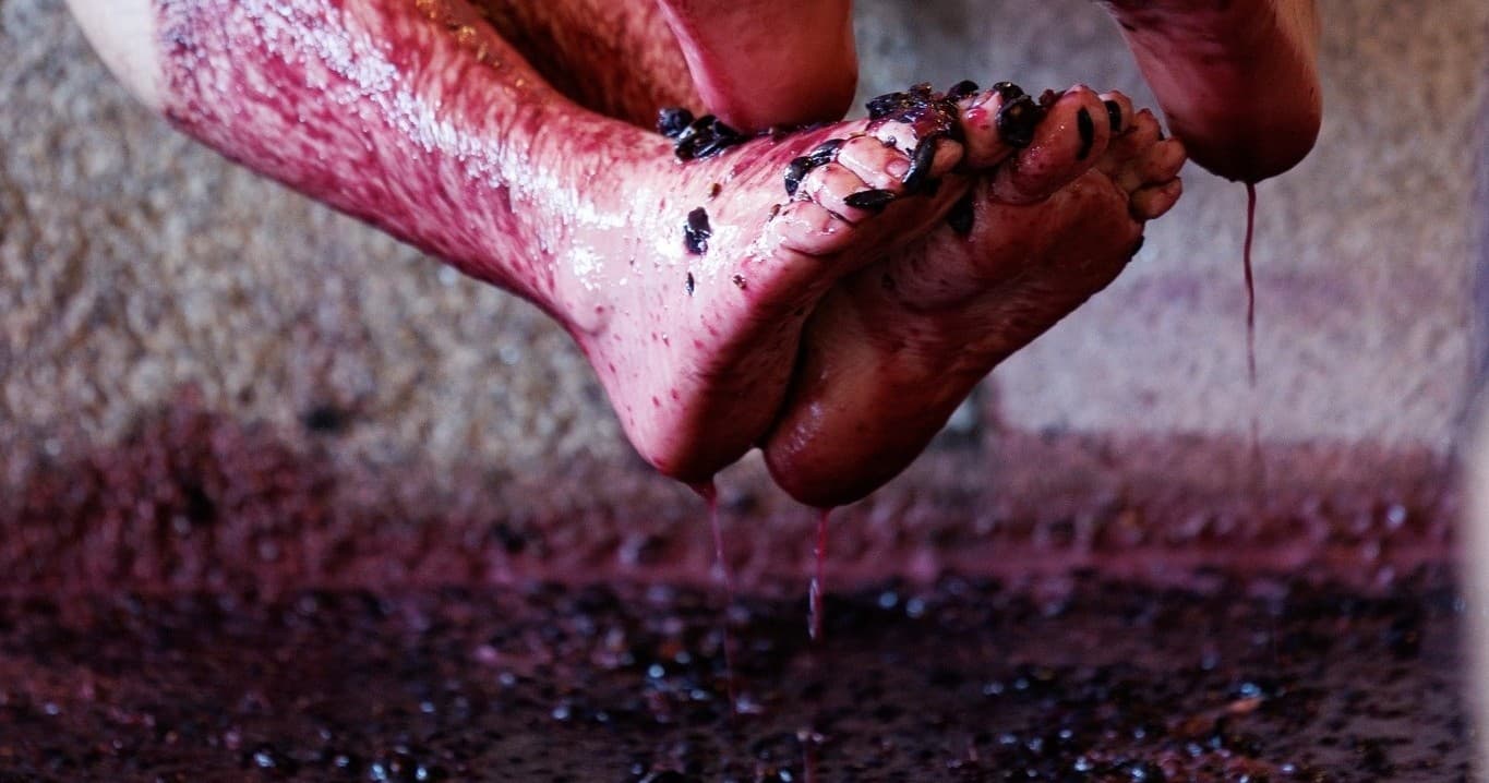 Lamego Grape Stomping & Wine Tasting