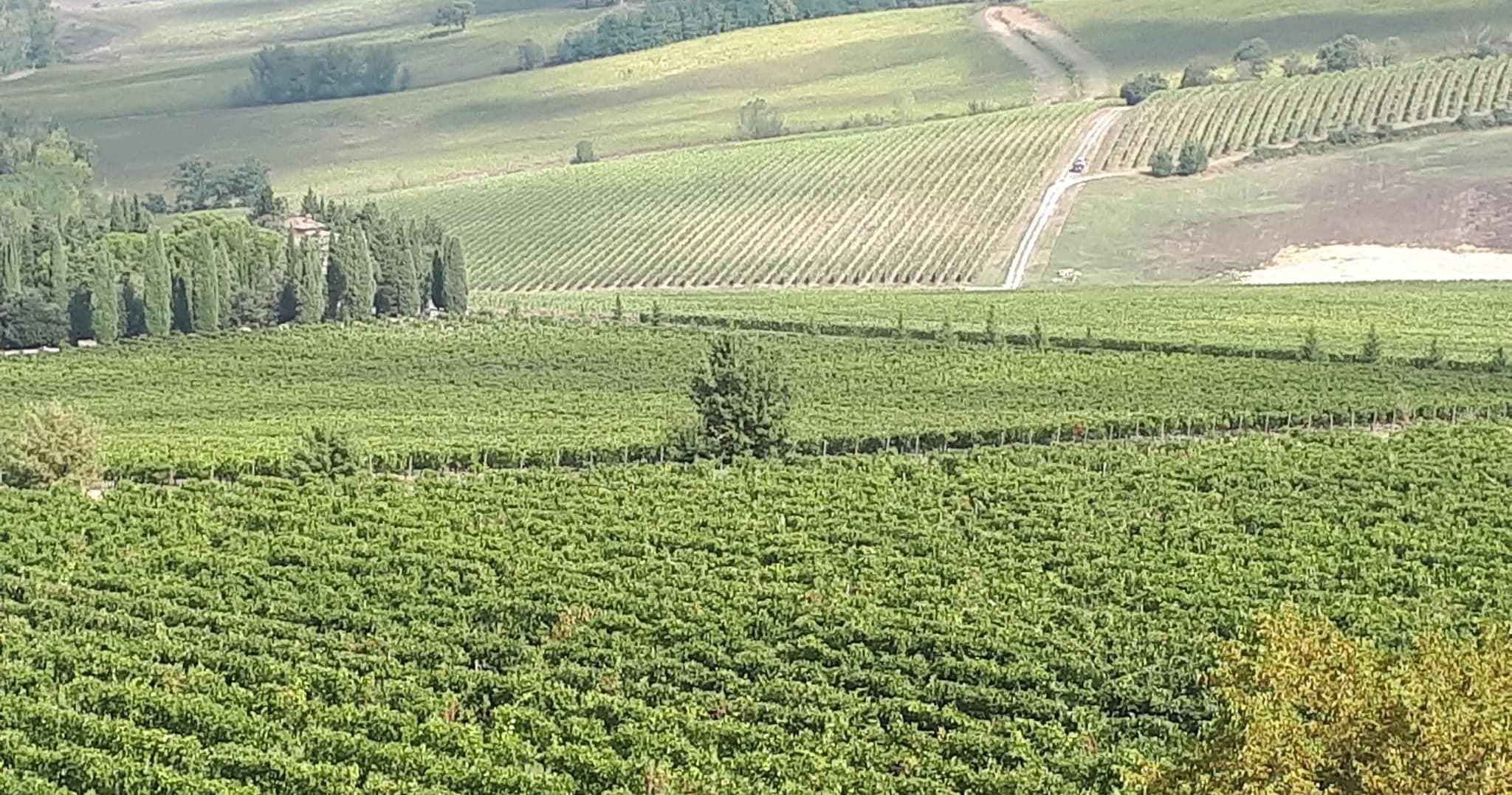 YUMMY TUSCANY ! FOOD & WINE TOUR IN CHIANTI (3 winery in one day included lunch, tasting and wine tour) – Private Wine Tour