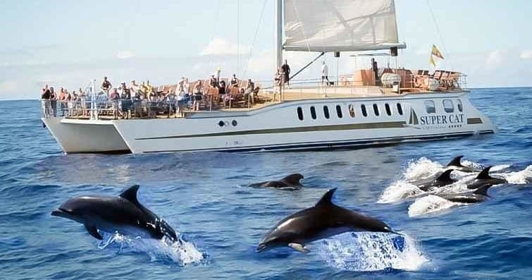 Supercat DOLPHIN TOUR